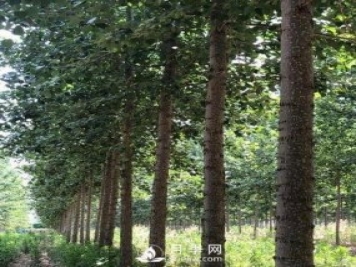 河南周口：培育出不飞絮的杨树新品种