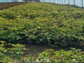 各类盆栽月季上市，南阳杯苗基地全国批发中