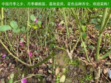 上海龙凤419：月季裸根苗的选购、栽植、肥水、养护技术大全