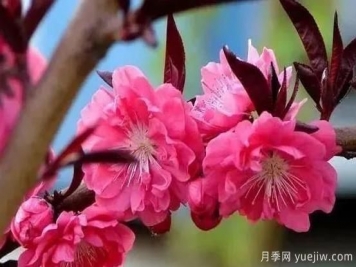 红叶碧桃的种植养护及修剪技术方法介绍