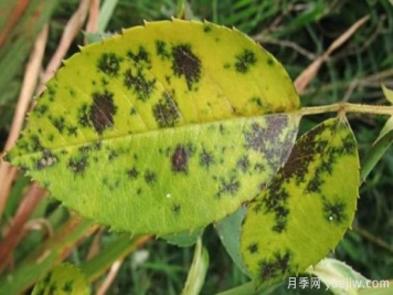 深秋天季节月季出现斑点的病害原因与防治