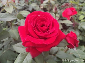 原产中国的玫瑰花(月季花)，是如何成为美国国花的？