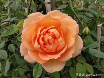 中国月季：欧洲玫瑰花的祖宗，为世界园艺做出了巨大贡献
