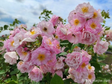 山木香和野蔷薇的辨识区别