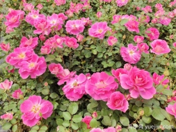 仙境盆栽月季杯苗粉色丰花，绿化工程批发
