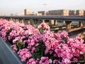 杭州高架月季实现定期开花，是如何进行花期调控的？