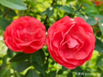种上木香蔷薇花蛮强爆花，红橙白黄木香你喜欢哪个？