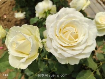 十一朵白玫瑰的花语和寓意