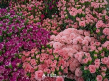 中国6大花市，全国花卉批发市场介绍