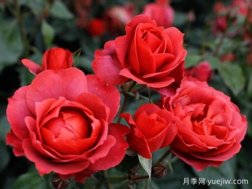 21朵玫瑰：不只是浪漫，还藏着这些深意