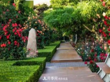 秦皇岛适合养月季花，市花和市树是什么